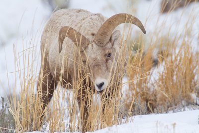 Yellowstone-2995.jpg