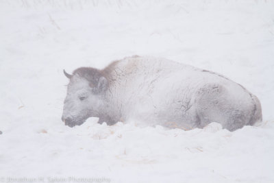 Yellowstone-1226.jpg