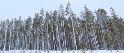 Yellowstone-1870-Edit-Edit.jpg