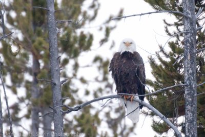 Yellowstone-2652.jpg