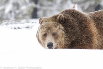 Yellowstone-2802-Edit.jpg