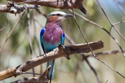 Botswana 2012-1088.jpg