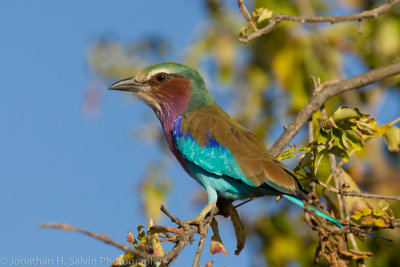 Botswana 2012-154.jpg