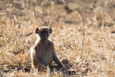 Botswana 2012-177.jpg