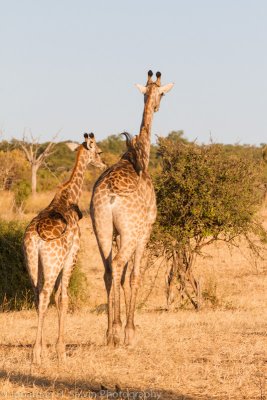 Botswana 2012-238.jpg