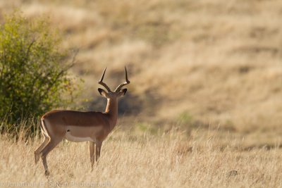 Botswana 2012-344.jpg