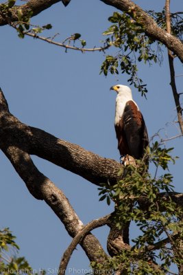 Botswana 2012-520.jpg