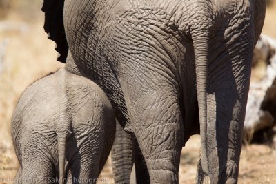 Botswana 2012-556.jpg