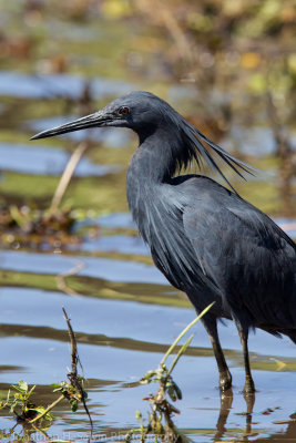 Botswana 2012-659.jpg