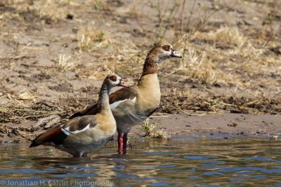 Botswana 2012-669.jpg