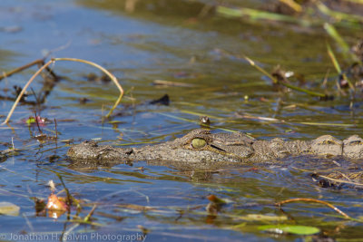 Botswana 2012-715.jpg