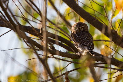 Botswana 2012-960.jpg