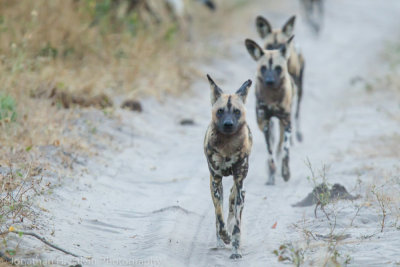 Botswana 2012-1559.jpg