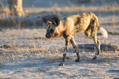 Botswana 2012-1631.jpg