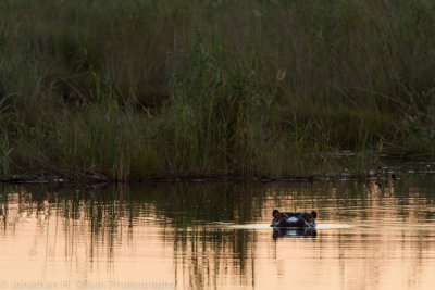 Botswana 2012-1901.jpg