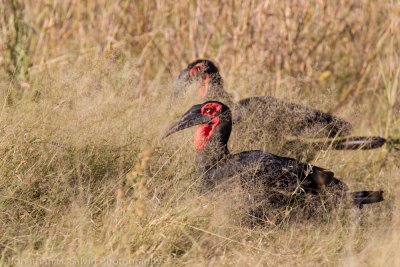 Botswana 2012-2153.jpg