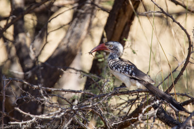 Botswana 2012-2181.jpg