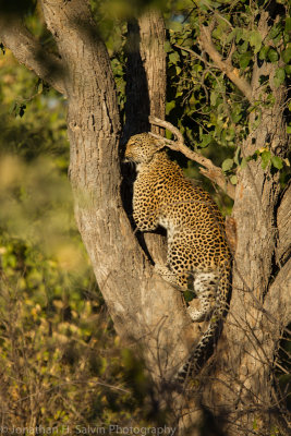 Botswana 2012-2404.jpg