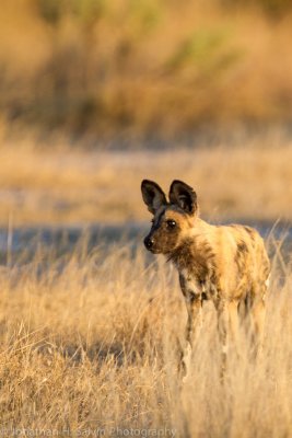 Botswana 2012-2671.jpg