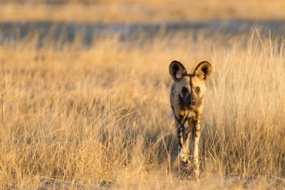 Botswana 2012-2683.jpg