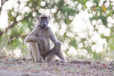 Botswana 2012-2718.jpg