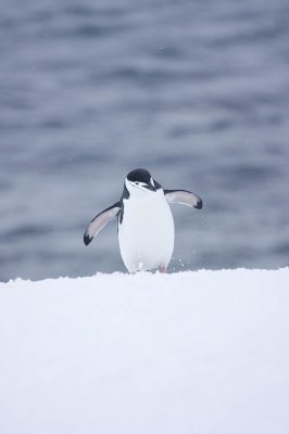 ANTARCTICARAW_0049.jpg