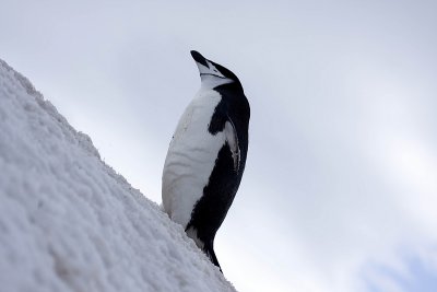 ANTARCTICARAW_0090.jpg