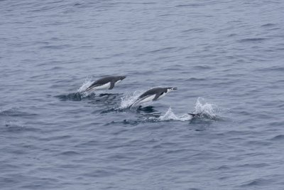 ANTARCTICARAW_0355.jpg