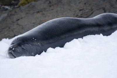 ANTARCTICARAW_0614.jpg