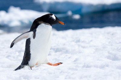 antarcticaraw_0795.jpg