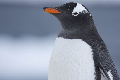 antarcticaraw_1004.jpg