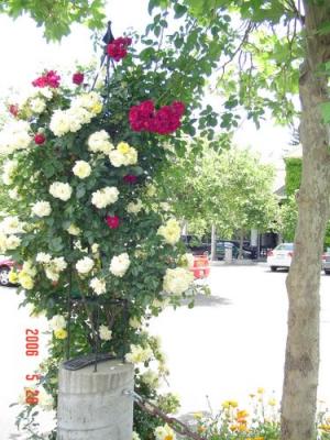 The beautiful Rose garden