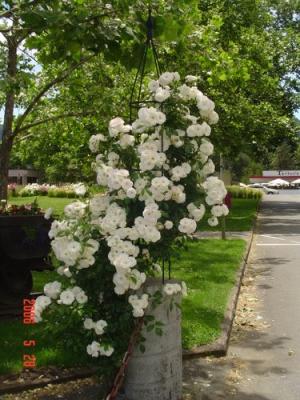 White roses