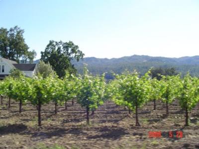  Napa Valley (the wine country)