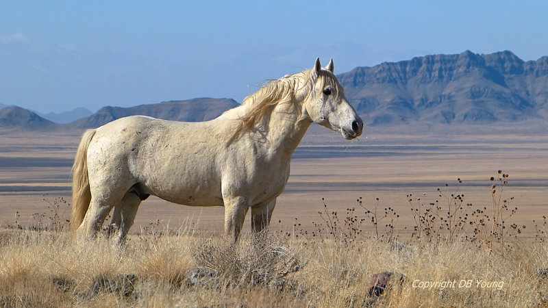 Stallion Stallion