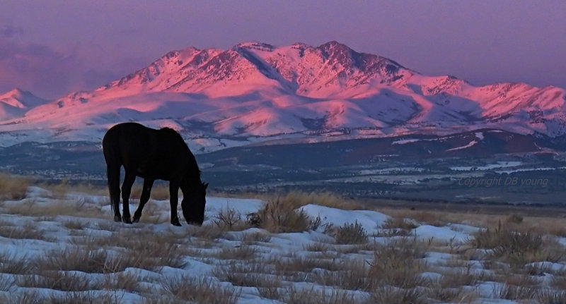 Dark Horse with Sunset.