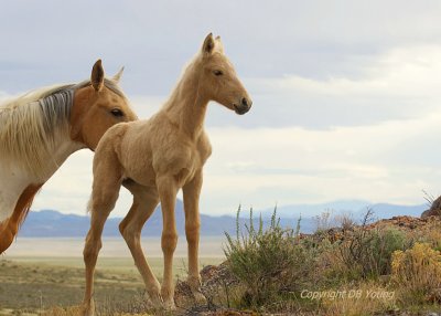 Mustang Baby