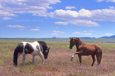 Veteran Warriors on the Range.