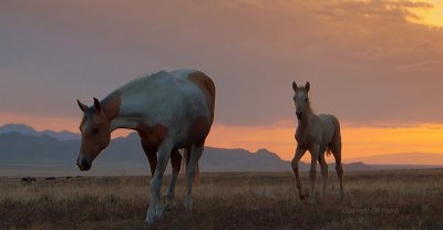 Pinto Mustang Mother and Colt.