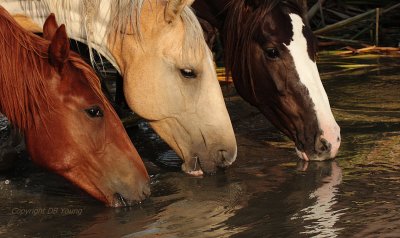 Three mares at the Spring