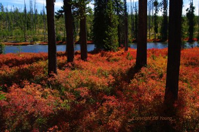 Intense color below the pines