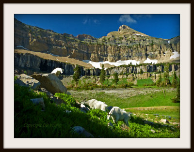 Mountain goats in Timp Meadow