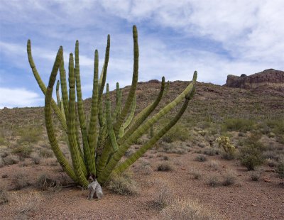 Rare Cactus