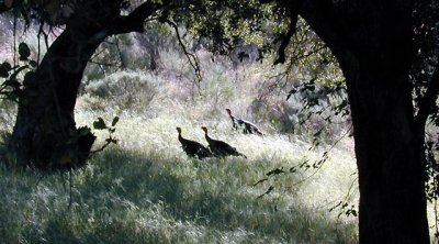Tepusquet Turkeys