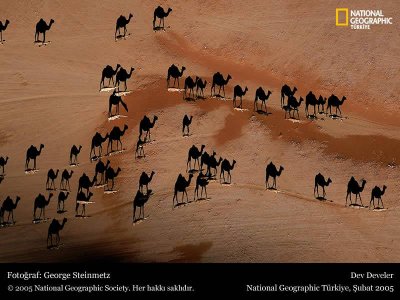 Desert Camels