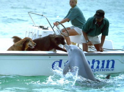 Dog & Porpoise