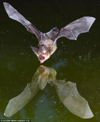 Drinking Bat