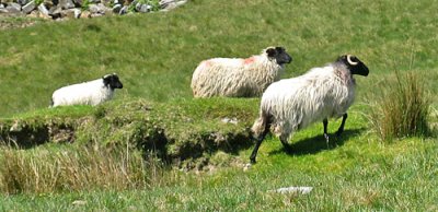 Connemara Sheep - 6/5/09