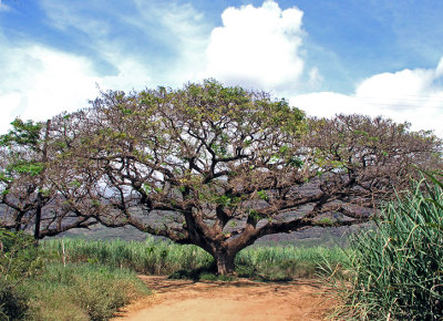 Monkeypod Tree, Polihale State Park