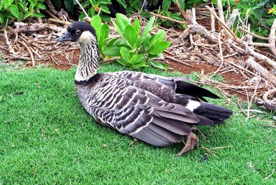 The Hawaiian Goose, or Nene, State Bird of Hawaii